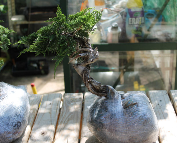 Juniper sabina literati bonsai